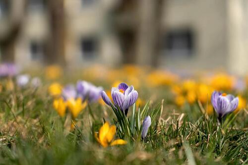 Foto - 3 Zimmer Etagenwohnung zur Miete in Wiesbaden