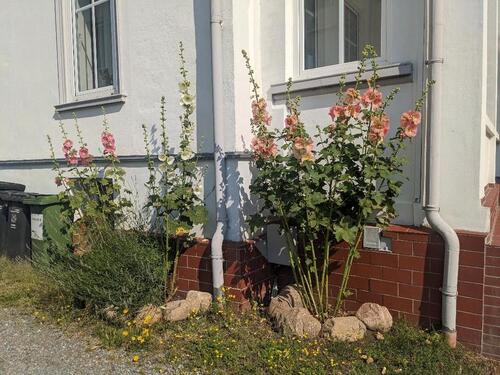 Foto - Einfamilienhaus zum Kaufen in Sellin