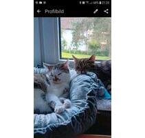 Wir 62+60j. su. ab Aug.2026 eine Whg. ab 2 Zi. in FO. o. Umgebung - Forchheim