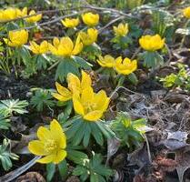 Kleingarten mit Bungalow in Massivbauweise u Wintergarten - Hoyerswerda