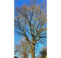 Haus kaufen - 450.000,00 EUR Kaufpreis, in Dornum (PLZ: 26553)