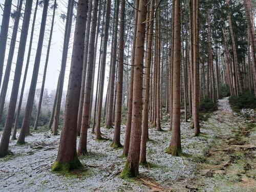 Foto - Wald Zusamzell Waldfläche 2.56 ha