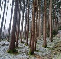 Wald Zusamzell Waldfläche 2.56 ha - Altenmünster