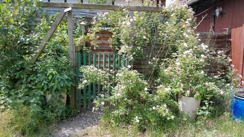 Foto - Garten in Vinnhorst, Vinnhorsterweg