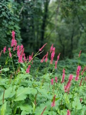 Foto - Wohnungsgesuch in Achern - 1.100,00 EUR Kaltmiete,