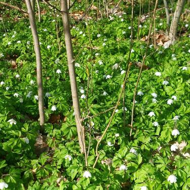 Foto - Studiowohnung 2.OG Stadtt.Ribnitz