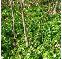 Studiowohnung 2.OG Stadtt.Ribnitz - Bad Sülze