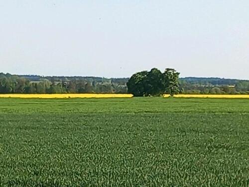 Foto - Feld pachten - 1.000,00&nbsp;EUR Kaltmiete, ca.&nbsp; 0,00&nbsp;m&sup2;