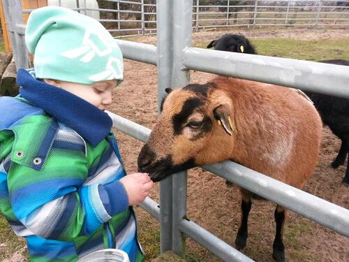 Foto - Ferienwohnung nähe Nordsee Ostsee