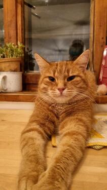 Foto - Einfamilienhaus in Ainring zur Miete