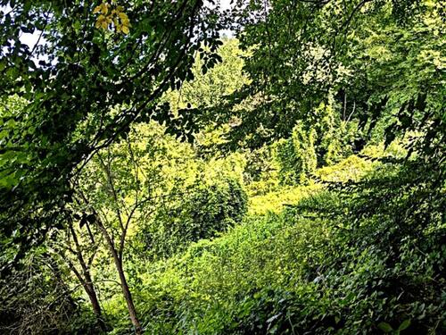 Foto - vertragsfreies Waldgrundstück in Kestert