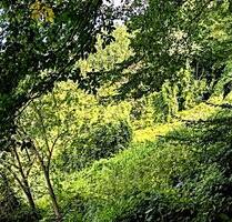 vertragsfreies Waldgrundstück in Kestert - Dahlheim