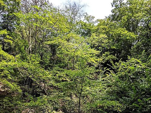 Foto - Grundstück in Dahlheim zum Kaufen