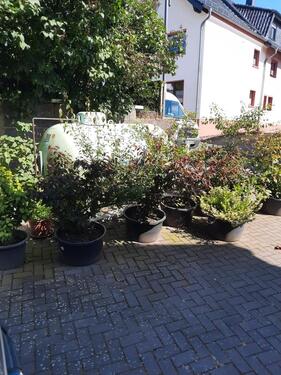 Foto - Erdgeschoßwohnung in Schuld zur Miete