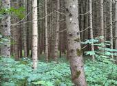 Foto - Waldgrundstück - 12,00 EUR Kaltmiete, ca.  0,00 m²