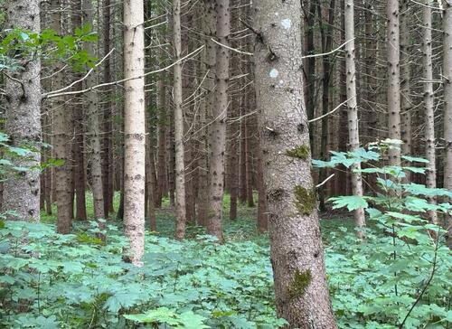 Foto - Waldgrundstück - 12,00 EUR Kaltmiete, ca.  0,00 m²