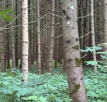 Waldgrundstück - 12,00 EUR Kaltmiete, ca.  0,00 m² in Holzkirchen (PLZ: 83607)