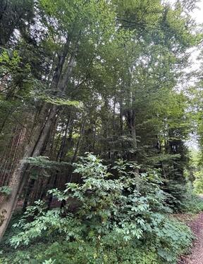 Foto - Grundstück zur Miete in Holzkirchen