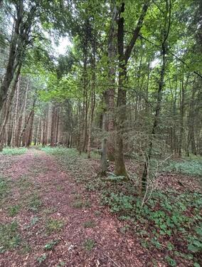 Foto - Grundstück in Holzkirchen