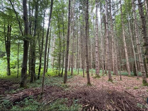 Foto - Grundstück in Holzkirchen zur Miete
