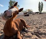 Foto - Urlaub mit dem Pferd 5* zum Wohlfühlen und durchatmen