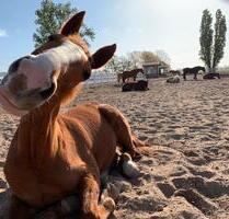 Urlaub mit dem Pferd 5* zum Wohlfühlen und durchatmen - Burgdorf