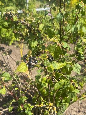 Foto - Grundstück in Erfurt zur Miete