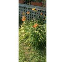 Pachtgarten - 1.300,00&nbsp;EUR Kaltmiete, ca.&nbsp; 0,00&nbsp;m&sup2; in Mühlhausen (Thüringen) (PLZ: 99974)