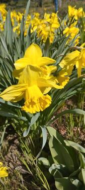 Foto - Grundst&uuml;ck zur Miete in Mühlhausen (Thüringen)