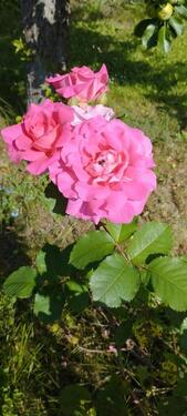 Foto - Grundst&uuml;ck in Mühlhausen (Thüringen) zur Miete