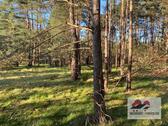 Foto - Kleines Waldstück Mischwald und Heide in Elbnähe