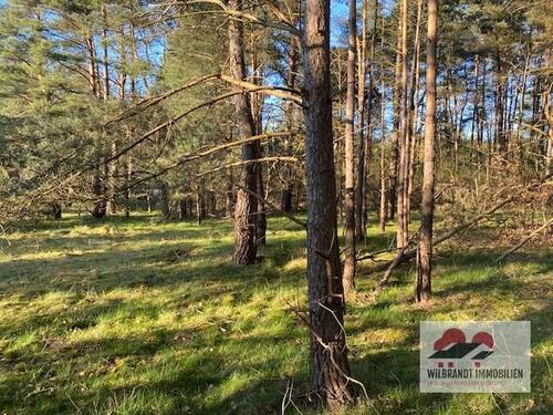 Foto - Kleines Waldstück Mischwald und Heide in Elbnähe