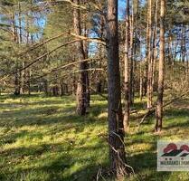 Kleines Waldstück Mischwald und Heide in Elbnähe - Bleckede