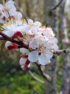 Foto - Kleingarten - 85,00&nbsp;EUR Kaltmiete, ca.&nbsp; 0,00&nbsp;m&sup2;