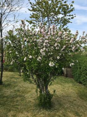 Foto - Grundstück in Flensburg zur Miete