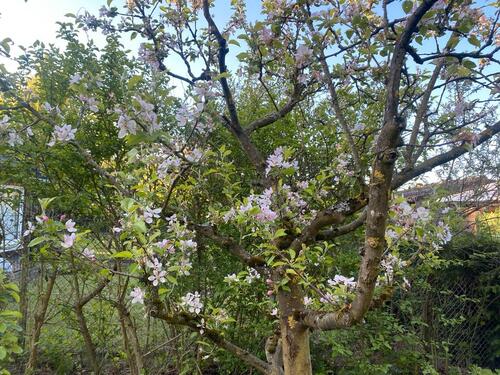 Foto - Grundst&uuml;ck in Hannover