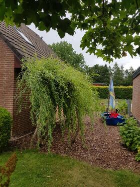 Foto - Einfamilienhaus in Amelinghausen zum Kaufen