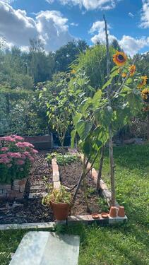 Foto - Schrebergarten Nähe Bauhaus Hainholz