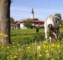 Haus zwischen Weimar & Apolda zu vermieten 3 4 5 Raum Wohnung