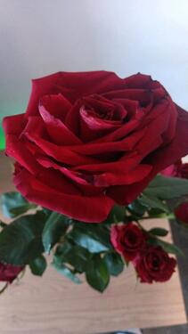 Foto - Schrebergarten - 7.000,00&nbsp;EUR Kaufpreis, ca.&nbsp; 0,00&nbsp;m&sup2;