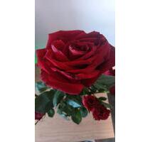 Schrebergarten - 7.000,00&nbsp;EUR Kaufpreis, ca.&nbsp; 0,00&nbsp;m&sup2; in Kaltenkirchen (PLZ: 24568)