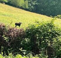 Fernab vom Trubel ! - 605,00&nbsp;EUR Kaltmiete, ca.&nbsp; 84,00&nbsp;m&sup2; in Ennepetal (PLZ: 58256)