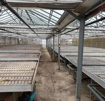 Gewächshaus Treibhaus, Lagerflächemit Pflanztischen zu vermieten - Prichsenstadt