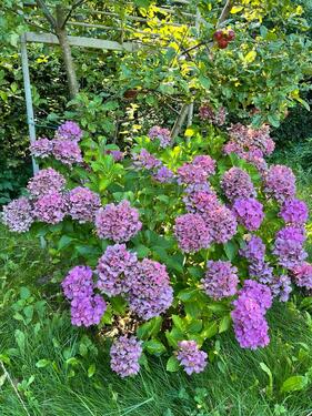 Foto - Kleingarten abzugeben, 432qm - 1.600,00&nbsp;EUR Kaltmiete, ca.&nbsp; 0,00&nbsp;m&sup2;