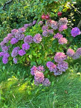 Foto - Grundst&uuml;ck zur Miete in Schwerin