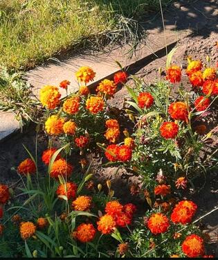 Foto - Schrebergarten abzugeben - 2.800,00 EUR Kaltmiete, ca.  0,00 m²