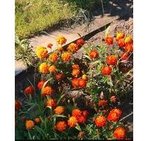 Schrebergarten abzugeben - 2.500,00 EUR Kaltmiete, ca.  0,00 m² in Lübeck (PLZ: 23566) Sankt Gertrud