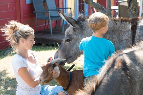 Foto - Familienferien im Blockbohlenhaus – Entdecken Sie die Ostsee mit