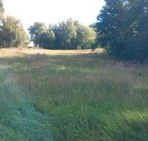 2800 qm Wiese zu verpachten Breechen - Jarmen