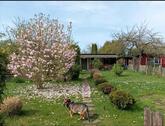 Foto - Schrebergarten abzugeben (Königslutter)